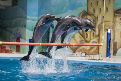 Archivo:Delfinario de Dubai4.jpg