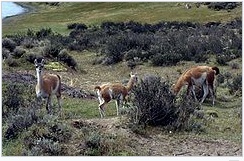 Guanacos.jpg