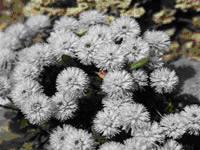 Imagen globularia menor.JPG