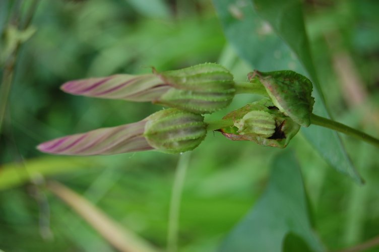 Archivo:Ipomoea setifera 2.jpg