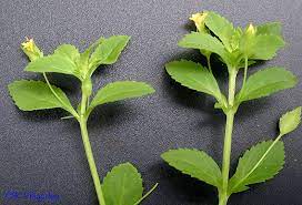 Archivo:Mecardonia procumbensice.jpg