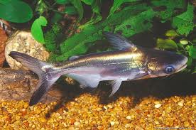 Pangasius Sanitwongsei. P.jpeg
