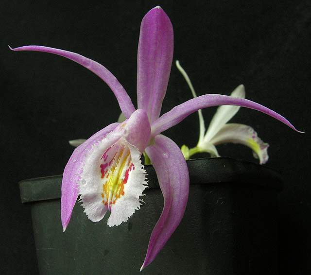 Archivo:Pleione praecox.jpg