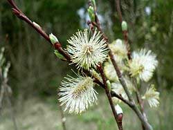 Salix-aegyptiaca.jpg