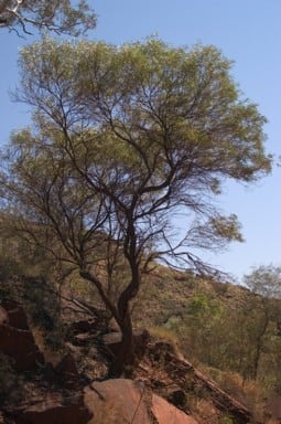Archivo:Acacia citrinoviridis 1.jpg