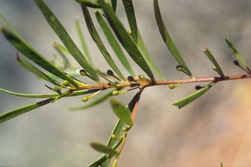 Archivo:Acacia ixodes 2.jpg