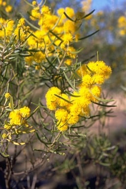 Archivo:Acacia lauta 1.jpg