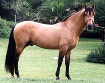 Caballo azteca EcuRed