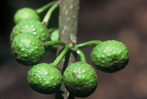 Archivo:Ficus usambarensis 2.jpg