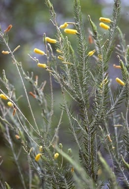 Archivo:Acacia kelleri 1.jpg