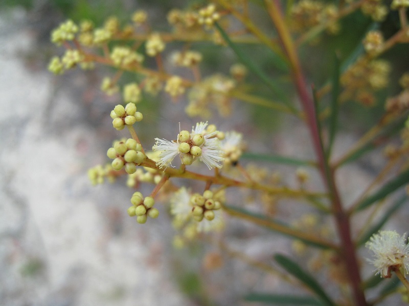 Archivo:Acacia linifolia 3.jpg