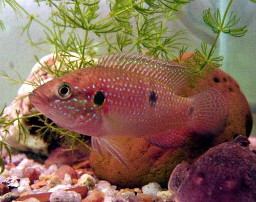 Hemichromis lifalili EcuRed