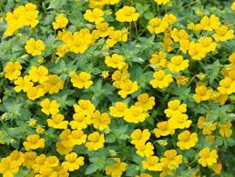 Mecardonia procumbes.jpg