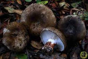 Archivo:Russula acrifolia1...jpg