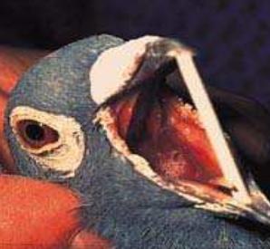 Sintomas palomas.JPG