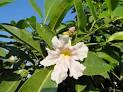 Tabebuia dubia .jpg