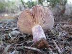 25Lactarius cistophilus..jpg
