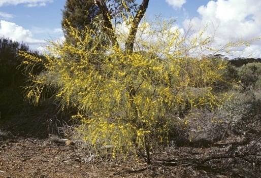 Archivo:Acacia filifolia 1.jpg