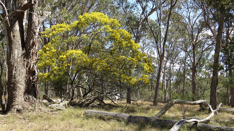 Archivo:Acacia ingramii.jpg