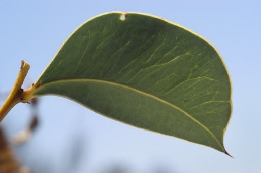 Archivo:Acacia marramamba 3.jpg