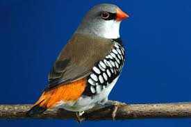 Diamante Moteado e.jpg