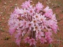 Flor brunsvigia lili tree south africa.jpg