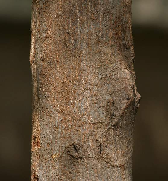 Archivo:Muntingia calabura tronco.jpg