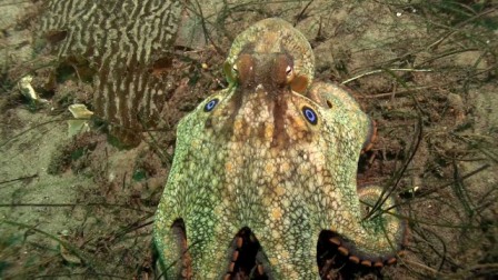 Archivo:Octopus-bimaculoides.jpg