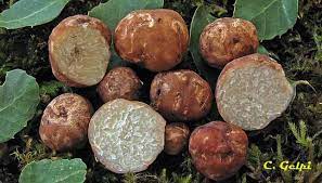 Archivo:Trufa de la encina.jpg