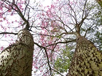 5Ax-Pau-borracho-da-Alameda-Pontevedra-Chorisia-speciosa-2.jpg