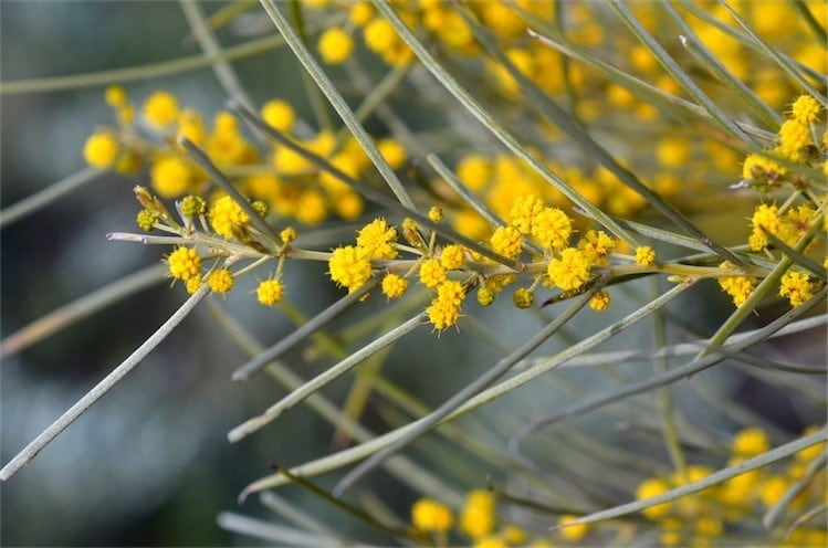 Archivo:Acacia loderi 3.jpg