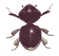 Acanthocerus turguinensis.JPG