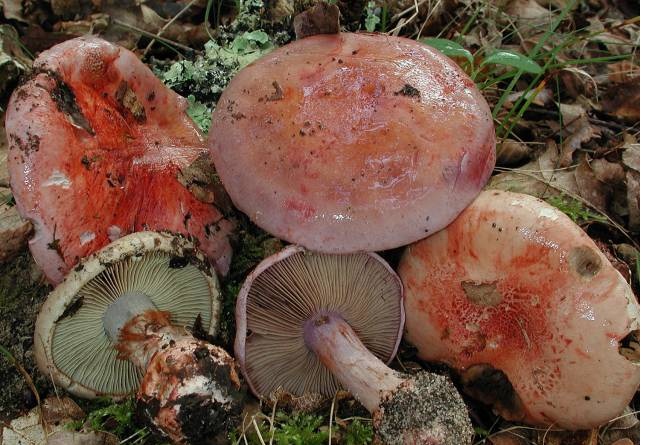 Archivo:Cortinarius rufoolivaceus.jpg