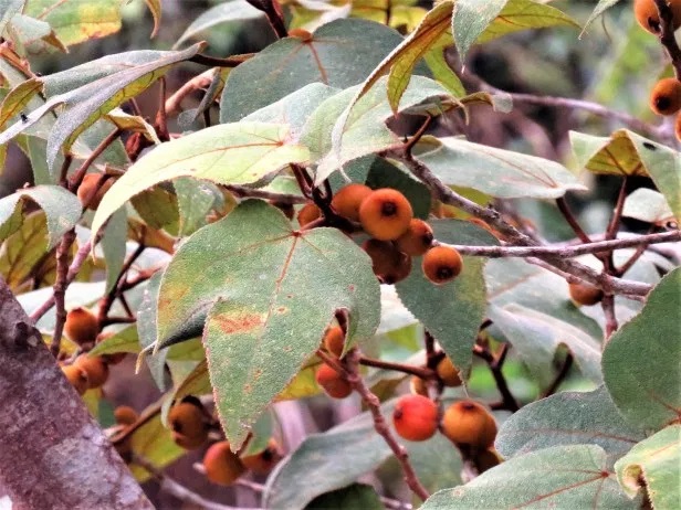 Archivo:Ficus eumorpha.jpg