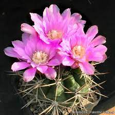Gymnocalycium monvillei.jpg
