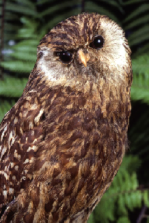 Búho de la risa.png