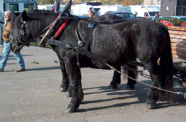 Archivo:Caballo noricodetiro.jpg