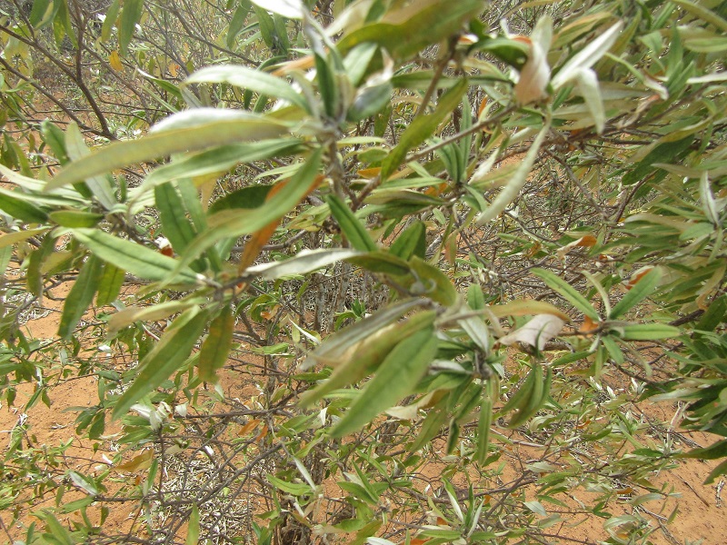 Archivo:Croton argyrophyllus.jpeg