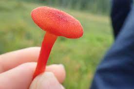 Hygrocybe turunda.jpg