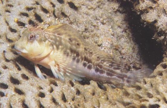 Archivo:Scartella cristata.jpg