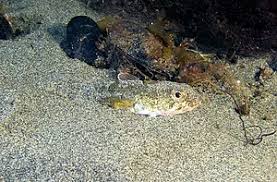 Sindoscopus australis.jpg