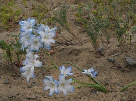 Archivo:Zephyra elegans.jpg
