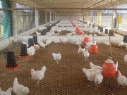 180px-Crianza de pollos en naves.JPG
