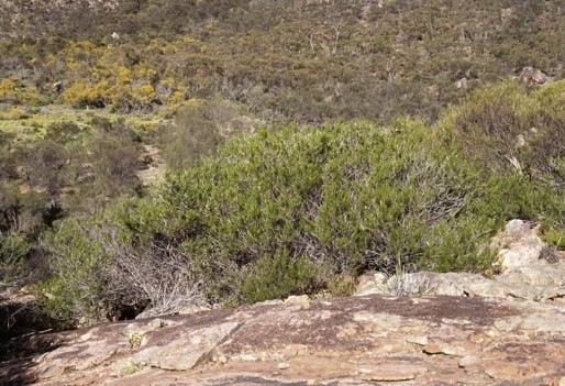 Archivo:Acacia incongesta.jpg