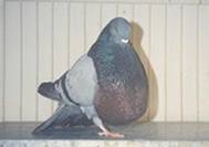 Buchón colillano.jpeg