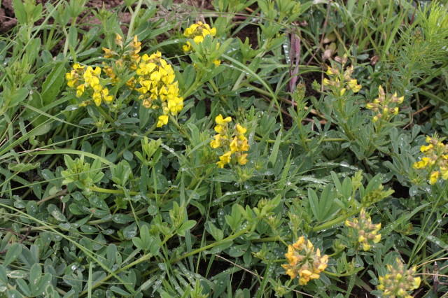 Archivo:Crotalaria dura.jpg