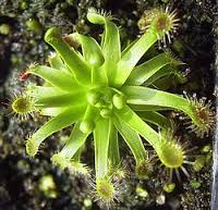 Drosera1.jpeg