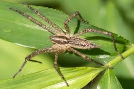 Arañas del pasto.jpg