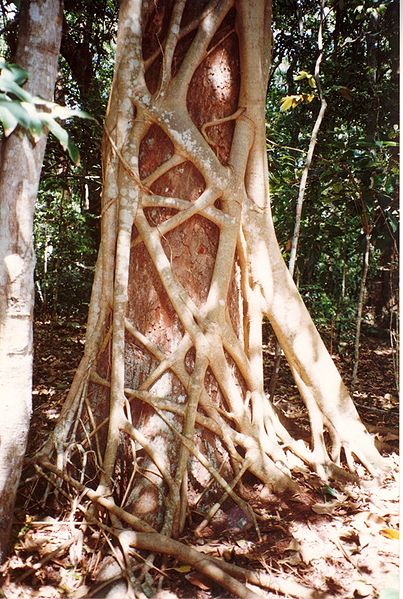 Archivo:Ficus watkinsiana 1.jpg
