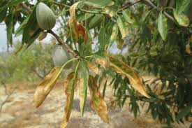 Archivo:Xylella fastidiosa.jpg